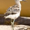 American Avocet